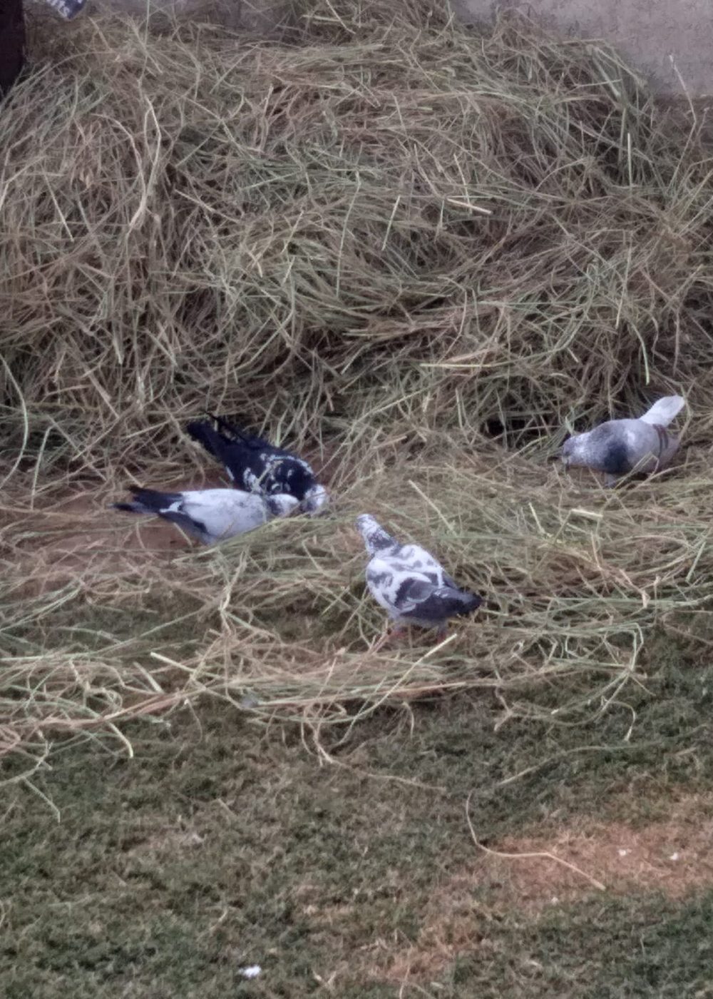 whatsapp image 2025 11 18 at 2.27.23 pm (1)