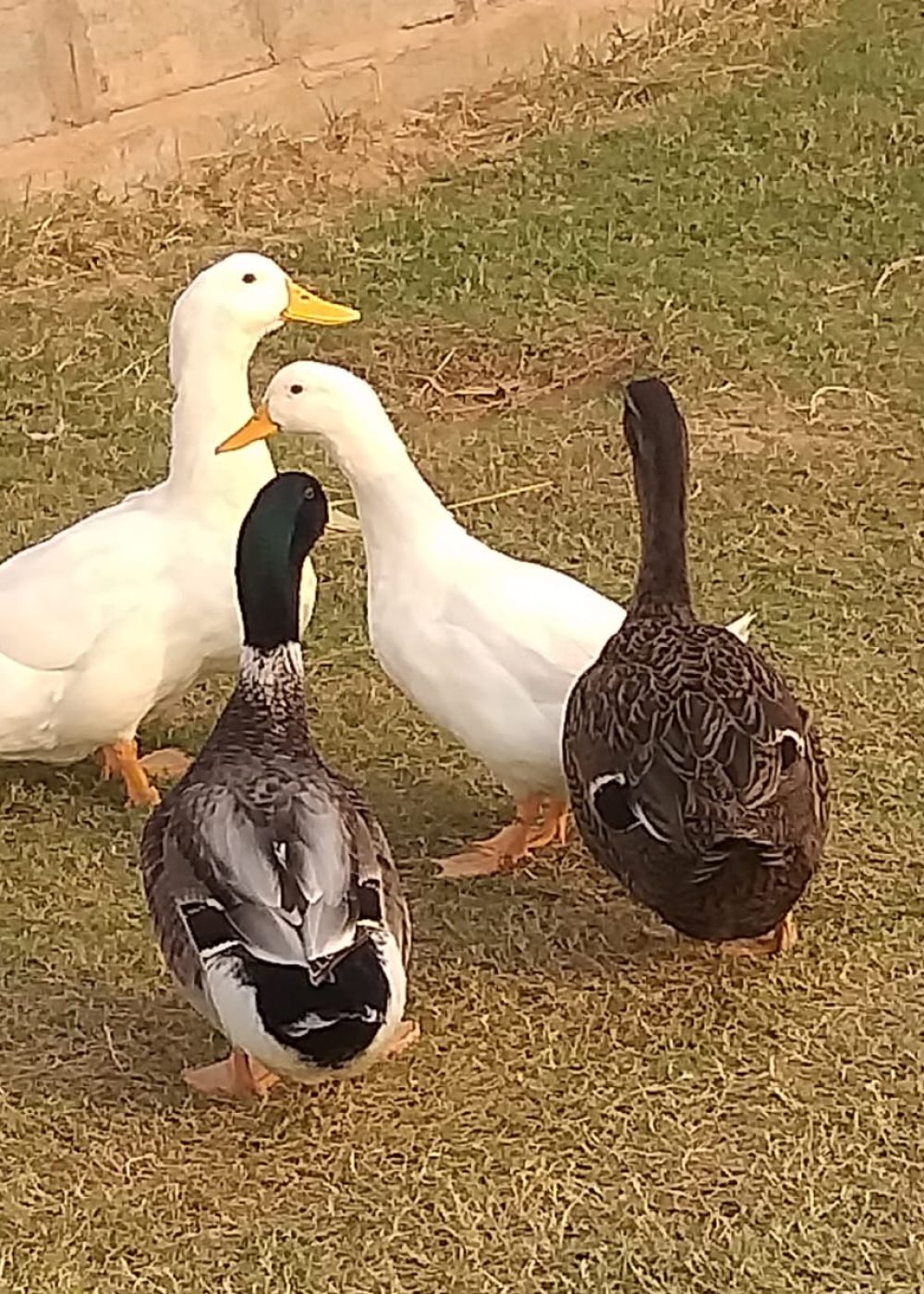 whatsapp image 2025 11 18 at 2.27.23 pm